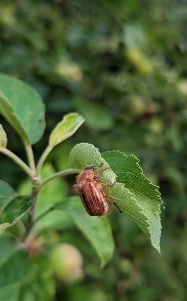 Little brown fluffy beetle in a tree